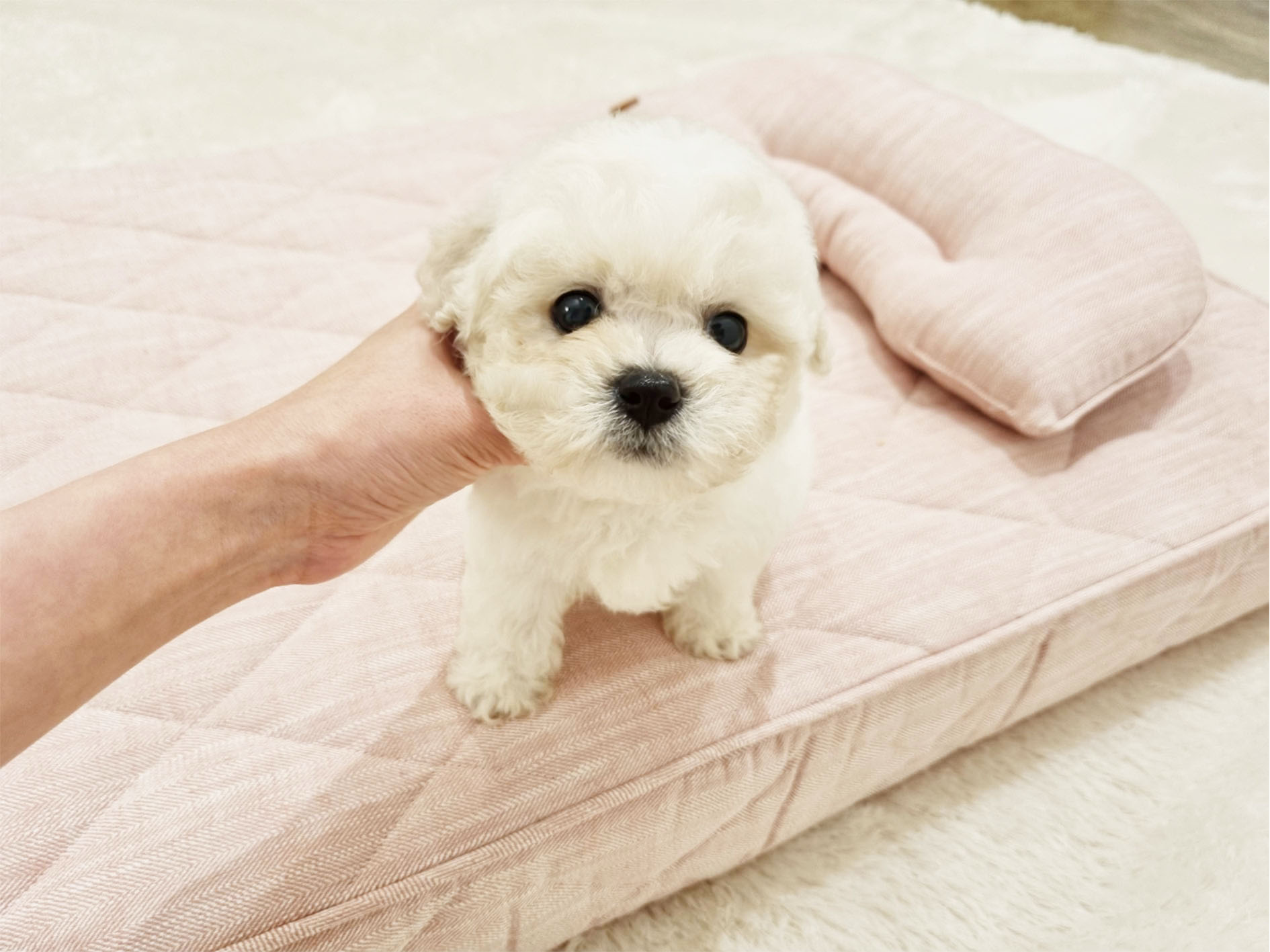 비숑프리제[나나]