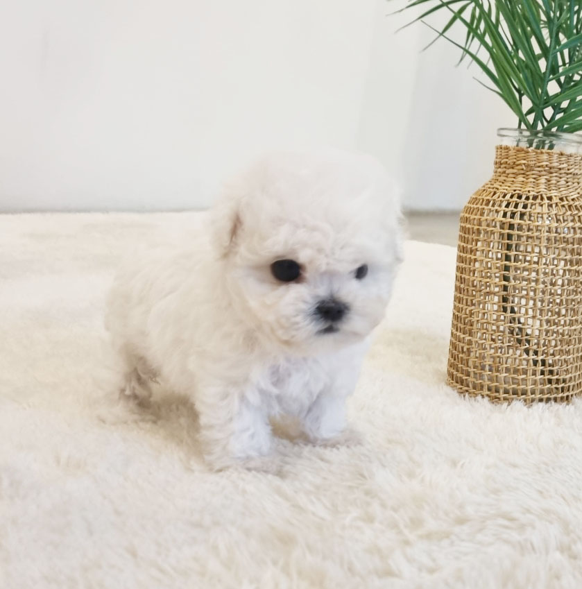 비숑프리제 [콩이]