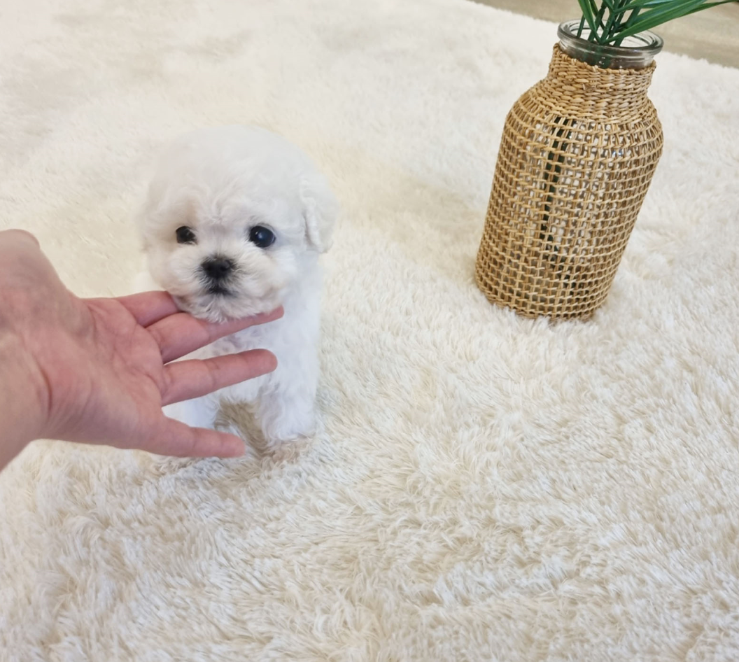 비숑프리제 [콩이]
