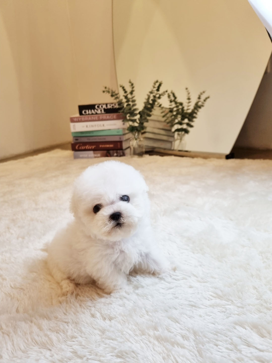 비숑프리제 [모찌]