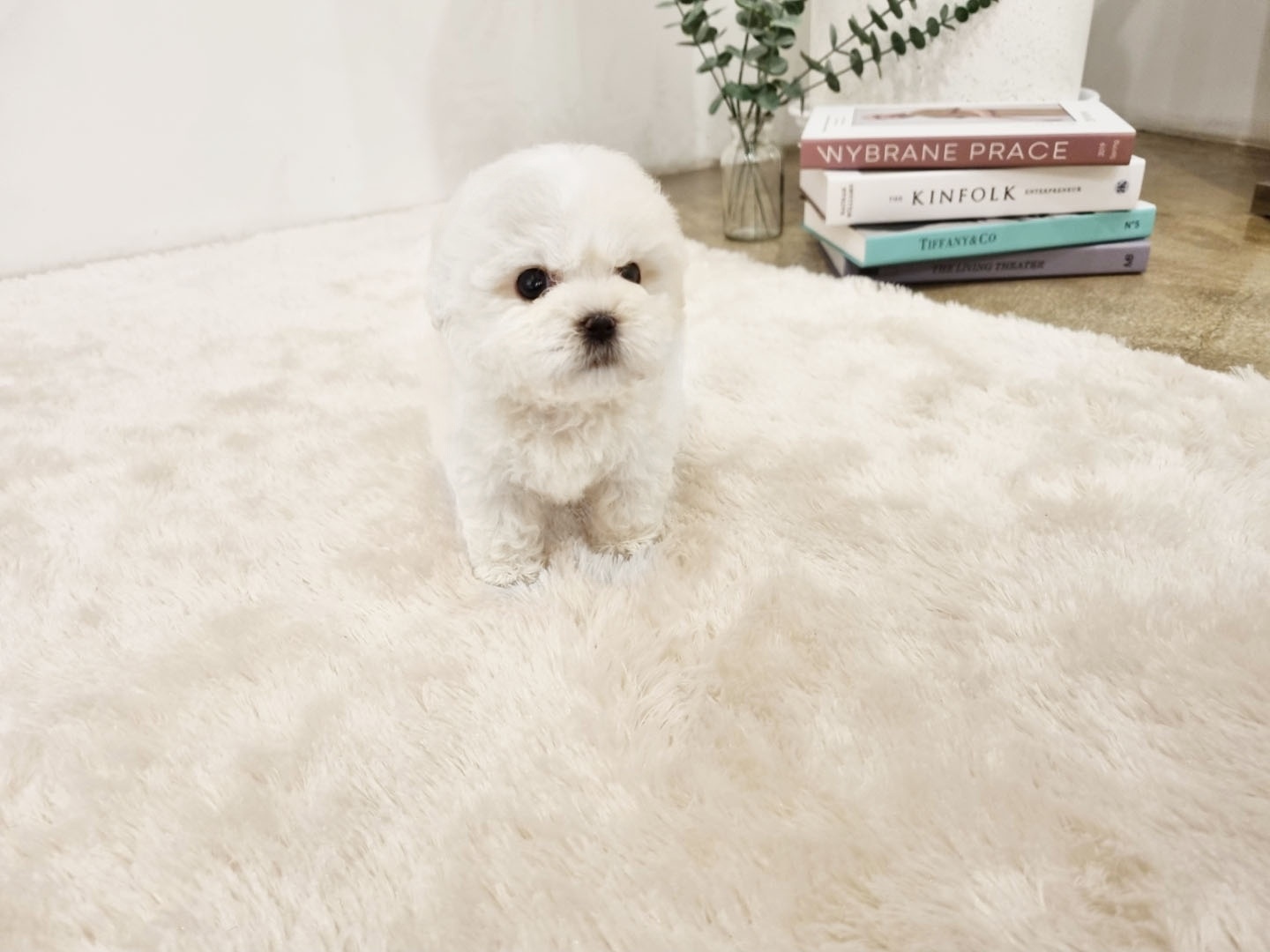 비숑프리제 [콜라]