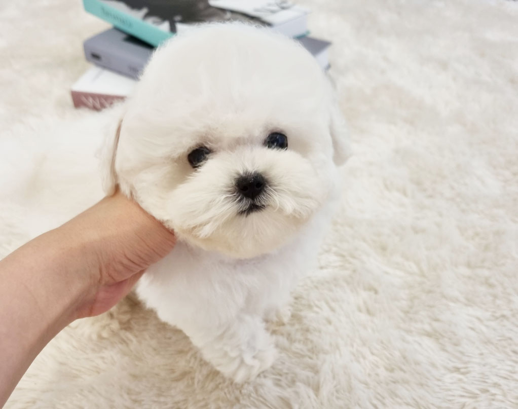 미니비숑프리제 [두부]