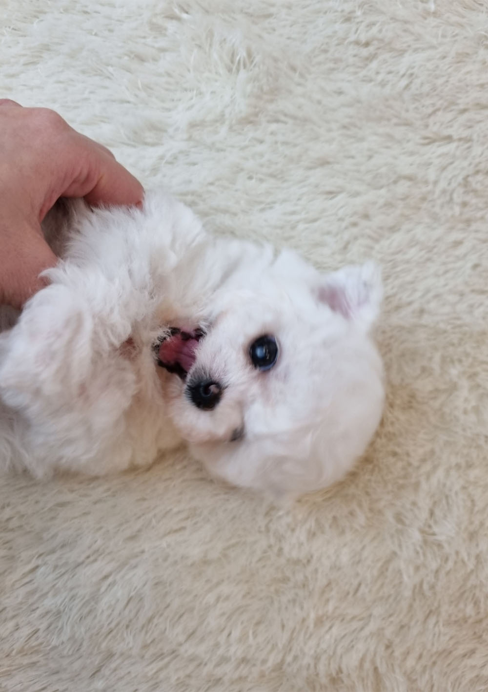 비숑프리제 [영이]
