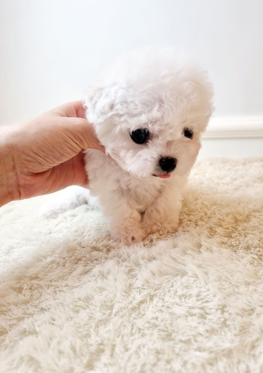 비숑프리제 [영이]