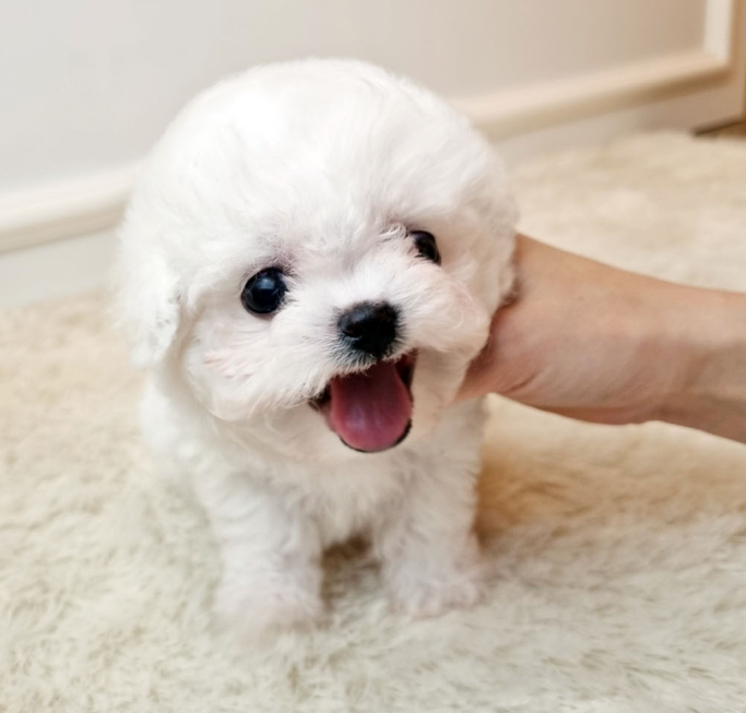 비숑프리제 [영이]