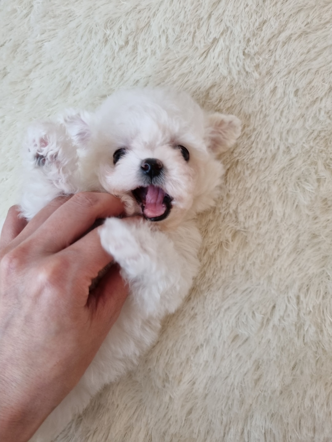 미니비숑프리제 [쏭]