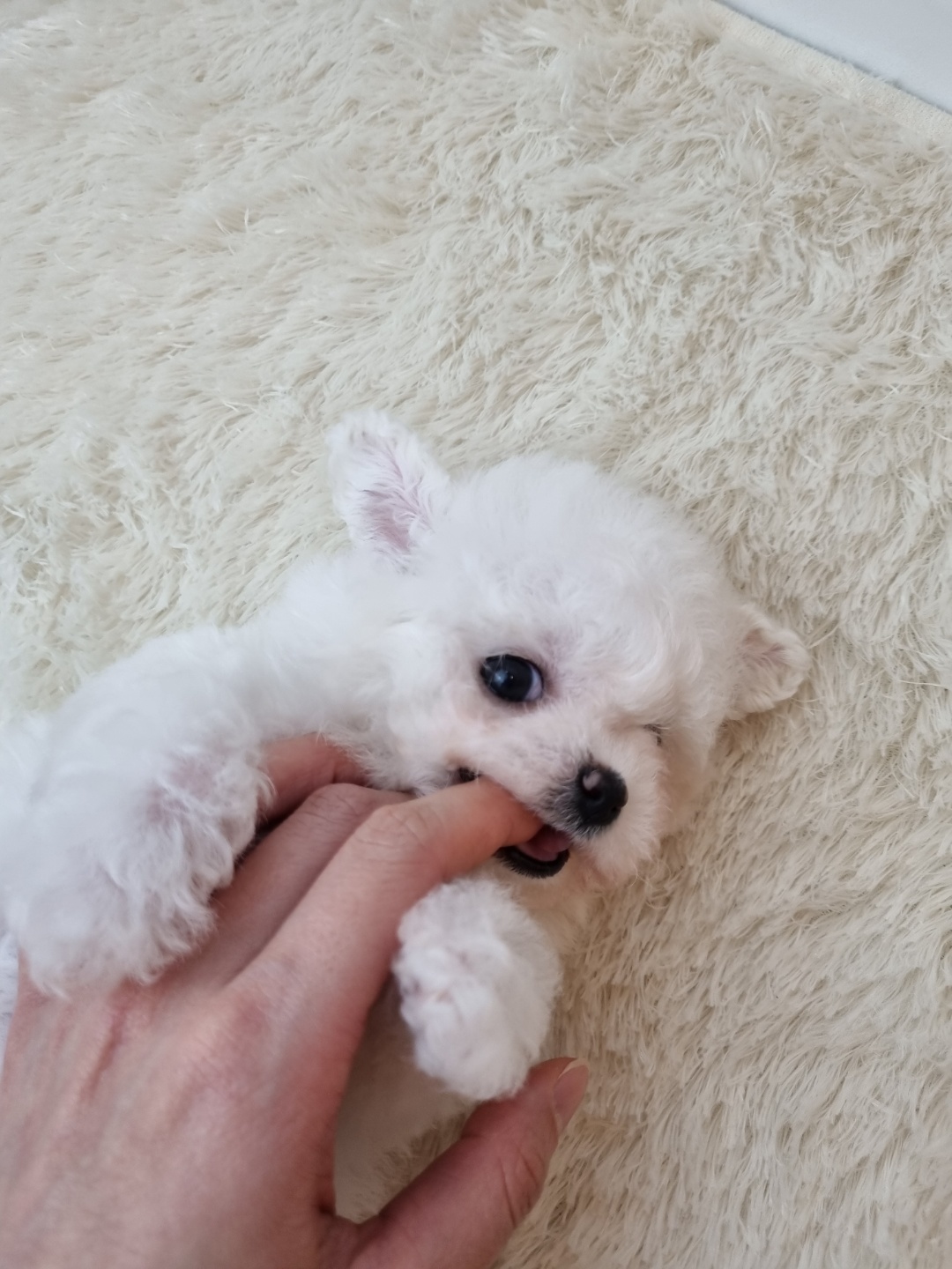 미니비숑프리제 [쏭]