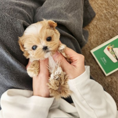 [말티푸:반달이]