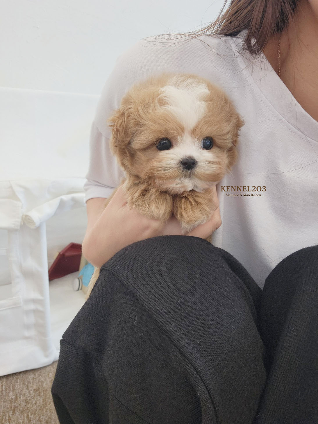 말티푸 [아루] 말티푸켄넬 말티푸견사 KENNEL203