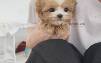 말티푸 [아루] 말티푸켄넬 말티푸견사 KENNEL203