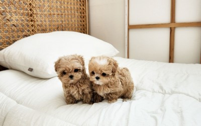 말티푸남매 말캉말랑 / 말티푸켄넬 말티푸견사 파주말티푸분양 파주강아지분양
