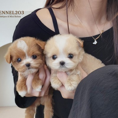 말티푸켄넬 『서로&서와』 말티푸견사 파주말티푸분양 일산말티푸분양 김포말티푸분양 말티푸브리더