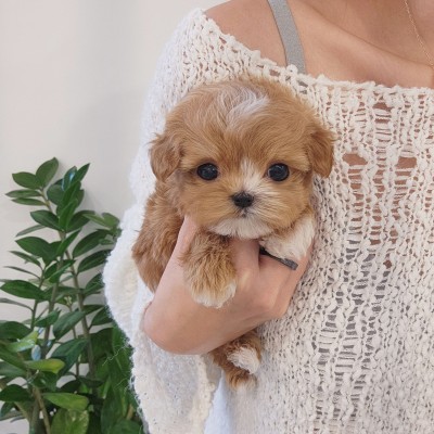 말티푸켄넬 『메밀이』 검단말티푸분양 송도말티푸분양 청주말티푸분양 말티푸견사 파주말티푸분양 일산말티푸분양 김포말티푸분양 말티푸브리더
