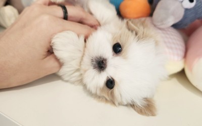 말티푸켄넬 『뚜뚜』 말티푸견사 남양주말티푸분양 동두천말티푸분양 속초말티푸분양 춘천말티푸분양 파주말티푸분양 일산말티푸분양 김포말티푸분양 말티푸브리더