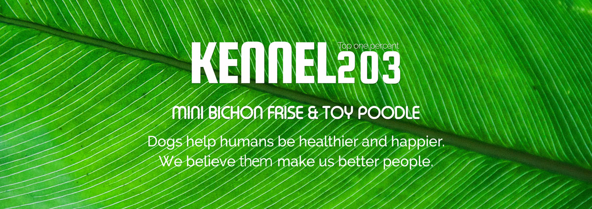 kennel 203 poodle & bichon frise Dogs help humans be healthier and happier.
We believe them make us better people.