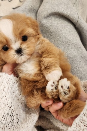 크림파티말티푸분양 [파운디] 말티푸켄넬 말티푸견사 송도말티푸분양 파주말티푸분양 운정말티푸분양 양주말티푸분양 남양주말티푸분양