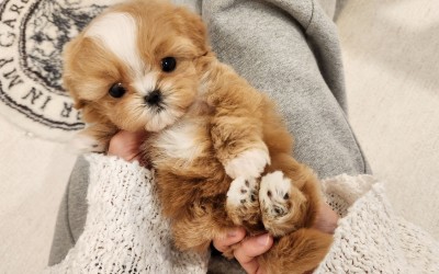 크림파티말티푸분양 [파운디] 말티푸켄넬 말티푸견사 송도말티푸분양 파주말티푸분양 운정말티푸분양 양주말티푸분양 남양주말티푸분양