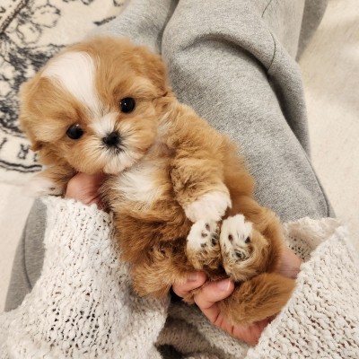 크림파티말티푸분양 [파운디] 말티푸켄넬 말티푸견사 송도말티푸분양 파주말티푸분양 운정말티푸분양 양주말티푸분양 남양주말티푸분양