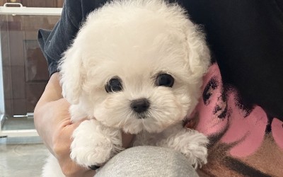 미니비숑분양『베리』 미니비숑켄넬 미니비숑견사 파주미니비숑분양 남양주미니비숑분양