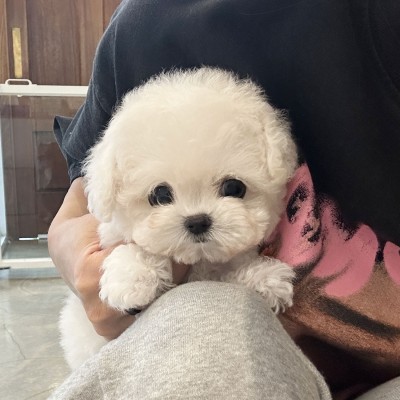 미니비숑분양『베리』 미니비숑켄넬 미니비숑견사 파주미니비숑분양 남양주미니비숑분양