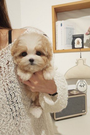 크림파티말티푸분양 [주디] 말티푸켄넬 말티푸견사 파주말티푸분양 여의도말티푸분양 동탄말티푸분양 수지말티푸분양