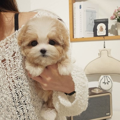 크림파티말티푸분양 [주디] 말티푸켄넬 말티푸견사 파주말티푸분양 여의도말티푸분양 동탄말티푸분양 수지말티푸분양