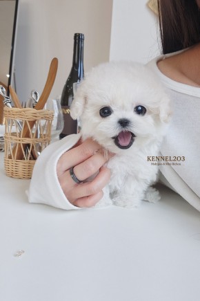 미니비숑 설화 / 미니비숑켄넬 미니비숑견사 파주미니비숑분양