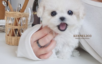 미니비숑 설화 / 미니비숑켄넬 미니비숑견사 파주미니비숑분양