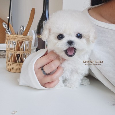 미니비숑 설화 / 미니비숑켄넬 미니비숑견사 파주미니비숑분양