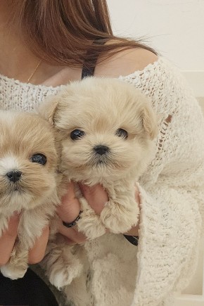 말티푸분양 [생강&계피자매] 말티푸켄넬 말티푸견사 / 파주말티푸분양 운정말티푸분양 평택말티푸분양 화성말티푸분양 동탄말티푸분양 용인말티푸분양