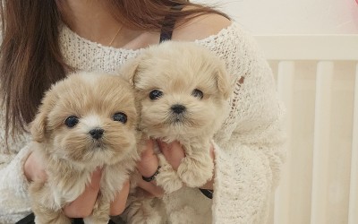 말티푸분양 [생강&계피자매] 말티푸켄넬 말티푸견사 / 파주말티푸분양 운정말티푸분양 평택말티푸분양 화성말티푸분양 동탄말티푸분양 용인말티푸분양