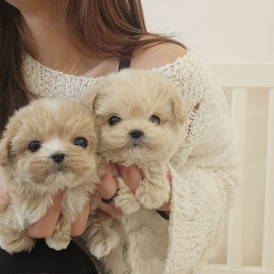 말티푸분양 [생강&계피자매] 말티푸켄넬 말티푸견사 / 파주말티푸분양 운정말티푸분양 평택말티푸분양 화성말티푸분양 동탄말티푸분양 용인말티푸분양