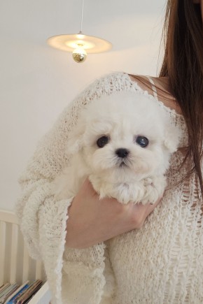 미니비숑[올리] / 세종미니비숑분양 영종도미니비숑분양 속초미니비숑분양 동해미니비숑분양 천안미니비숑분양 대전미니비숑분양 계롱미니비숑분양