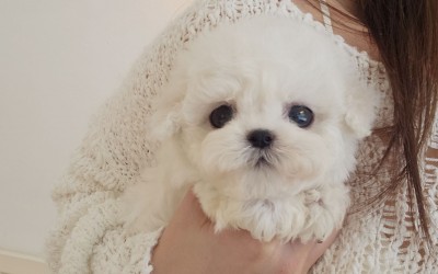 미니비숑[올리] / 세종미니비숑분양 영종도미니비숑분양 속초미니비숑분양 동해미니비숑분양 천안미니비숑분양 대전미니비숑분양 계롱미니비숑분양